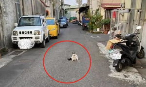 网友散步遇到一只流浪猫，霸气坐在马路中央：咋，你是要收过路费