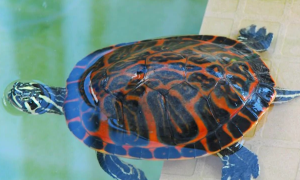 火焰龟基因取决于母龟还是公龟