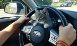 小猫停车场“碰瓷”，上车后还霸占了方向盘，眼神好萌