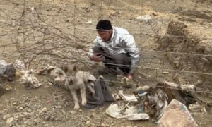 夫妻俩在西藏解救了一只狗，别人却说它是只狼！