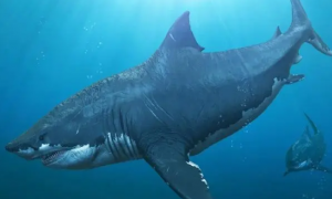 巨齿鲨灭绝了吗