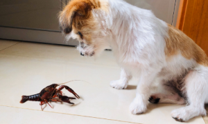 狗能吃龙虾吗