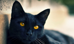 晚上看见黑猫的禁忌