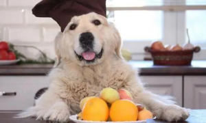 狗能吃橙子吗为什么