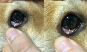 狗眼睛长虫子怎么治