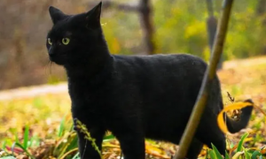 黑色猫进家有什么预兆