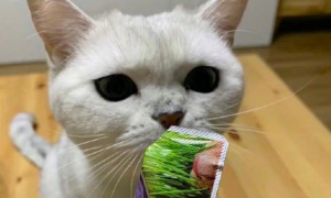 网友第一次喂鱼条，猫：不想喂直说啊！
