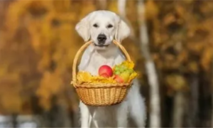 小狗可以吃什么水果