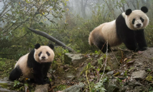 大熊猫那么温顺，在野外有天敌吗？