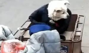 拾荒老人收养流浪土狗，担心它太冷还把外套给它穿，感动一众网友
