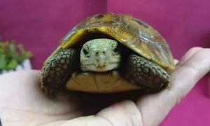 赫曼陆龟是保护动物吗