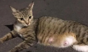 路上遇到一只孕猫，收编后肚子却突然“缩水”，医生：假性怀孕。