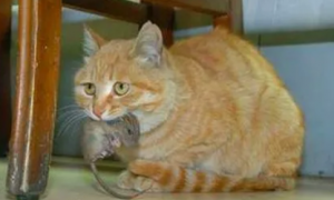 现在猫和老鼠的关系都成这样了吗？橘猫竟给老鼠喂奶