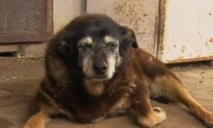全世界最老狗狗辞世享年30岁 相当于人类133岁