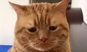 橘猫老喜欢皱眉头，它天生自带幽怨的小表情，猫：我太难了