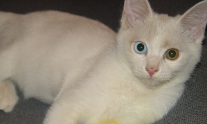 一蓝一黄眼睛的猫