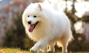 白色雪橇犬叫什么名字
