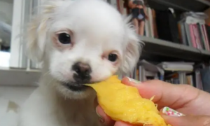 小狗能吃芒果么