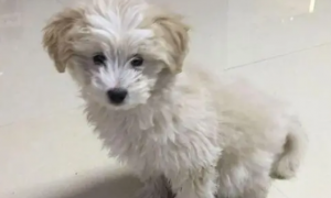 网友捡了一只小狗回家，洗干净之后发现自己捡到宝了！