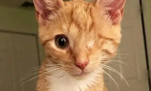 “死猫堆”中发现两只猫，小橘猫因病失去一只眼睛，却找到了幸福
