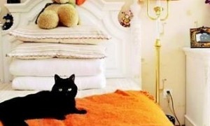 卧室里养猫对人身体有害吗?