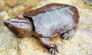 平胸龟为什么叫平胸龟