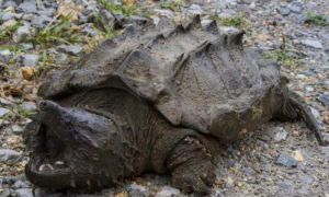 重庆寺庙放生池发现巨型怪龟