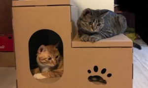 用纸箱做猫咪产房