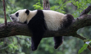 大熊猫啪啪前，居然要看小电影！终于知道大熊猫为何那么稀有了