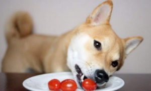 狗能不能吃番茄