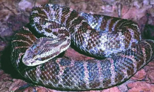 东北常见的蛇品种介绍