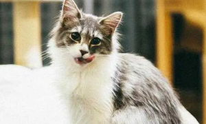 爪哇猫是东方短毛猫吗