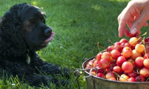 狗能吃樱桃吗