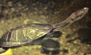 长颈龟寿命图片
