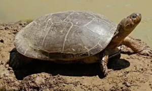 巨型侧颈龟是国家保护动物吗?