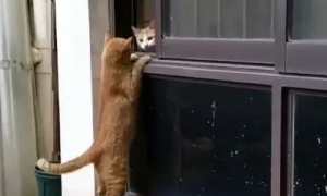 流浪猫爬窗和家猫约会，隔着窗台亲亲，网友：真刺激单身狗