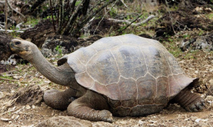 加拉帕戈斯象龟是几级保护动物