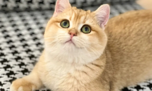 金加白长毛猫是什么品种