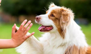 宠物狗健康：如何让你的狗狗拥有健康的生活方式