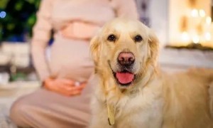 怀孕可以养狗吗