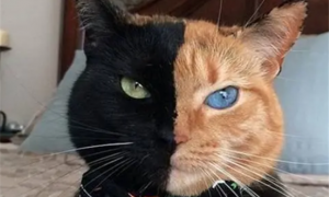 阴阳脸的猫是什么品种