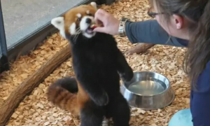 高冷小熊猫嫌弃饲养员 小熊猫：喂苹果可以，牵手不行