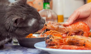 为什么猫咪吃虾会死