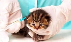 小猫多大打疫苗