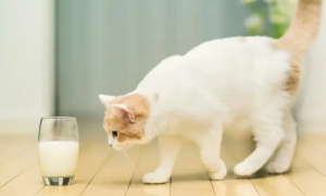 小猫能不能喝纯牛奶