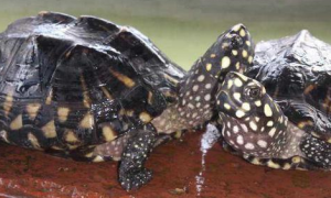 斑点池龟完全在水里生活吗