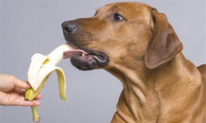 小狗能吃香蕉吗