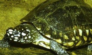 斑点乌龟是深水龟吗