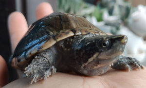 什么乌龟体型最小