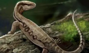 一亿年前的蜥蜴喜欢吃“麻小”